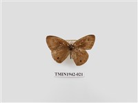 藏品(密紋波眼蝶)的圖片